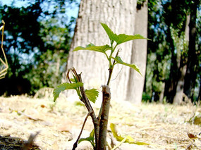 ����ǰ����Ҷ