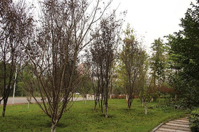 ����Ҷ�ӵ���