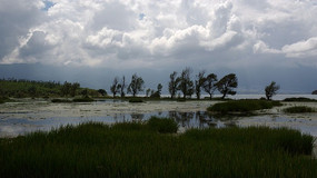 ������ʪ��