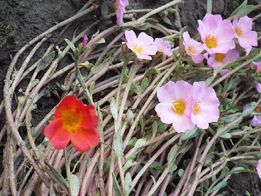 �ۺ�̫����