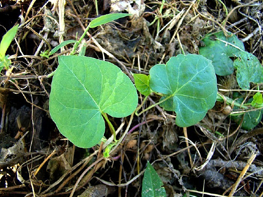 ��Ҷ�ϵ���Ƭ��������Ҷ