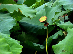 �ÿ�������