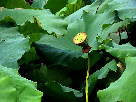 �ÿ���ɫ��ֲ��