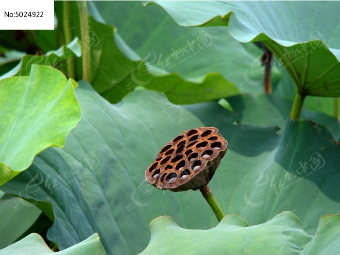 ��Ҷ�ϵ�����ͼƬ