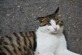 ��è�������ɽ����·��·��