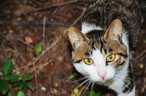 ��è�ڰ�ɽ���ɽ����·��·����