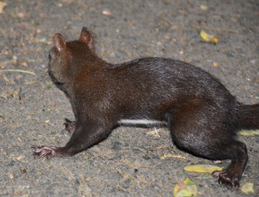 �Դ��պ�ɫë�����������е�·��