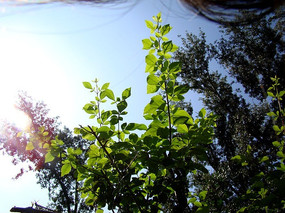 ��ɫ��Ҷ�ӳ������