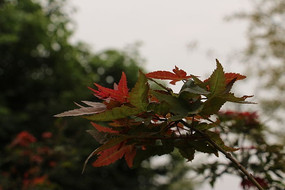 ��һ����Ҷ