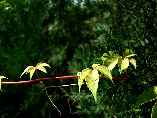 �������ɰ�֦�ϵ���ɽ��