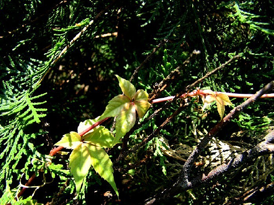 ��ɽ�������ɰ�֦��