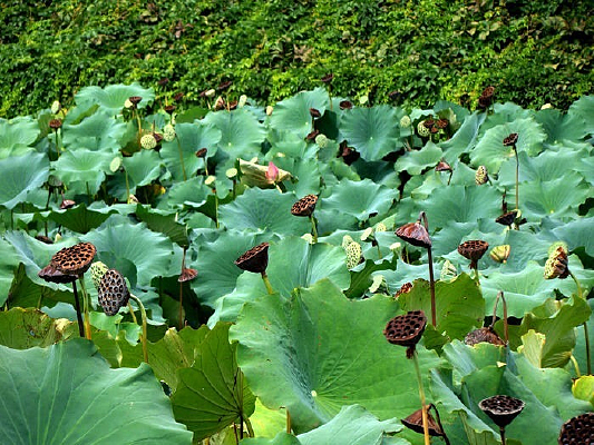 Ư���ĺ�ҶȺ