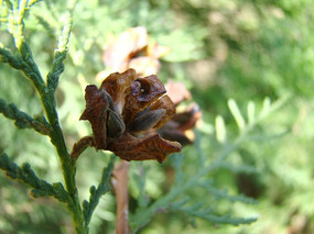 �������������ɻ�