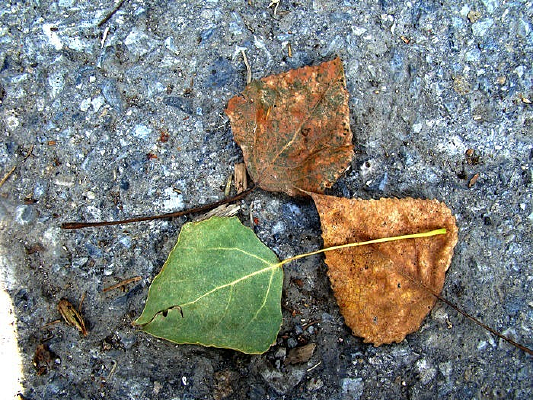 ��Ƭ����Ҷ