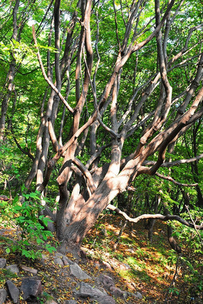 ��ɽ�е�����