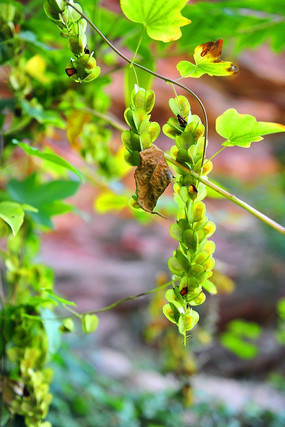 ��ɽ�е�Ұ��