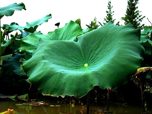 ��չ���ĺ�Ҷ