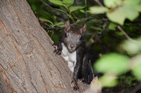 ���ϵ�һֻ��Ƥë�׶�Ƥ������