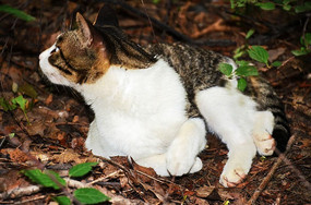 ����·�ߵ������ϵ����ɽ�ϵ�è