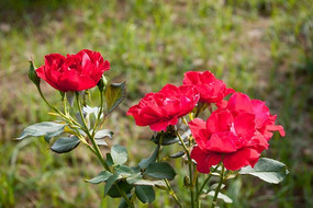 ����ʢ�����¼���