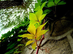 ϲ����������ɽ��