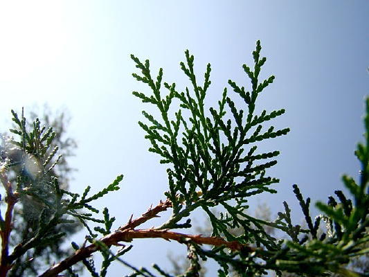 ��״�о����ɰ�֦