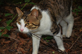 �����ڰ�ɽ���ɽ�ϵ�è