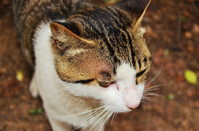 ���������ɽ�ϵĻ�è