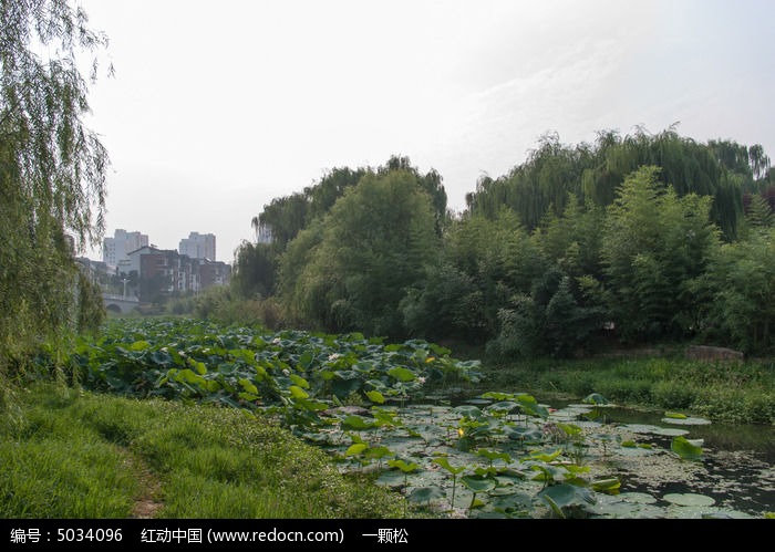 沂河湿地图片