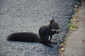 ���ɽ�羰����ɽ��·�������ʳ