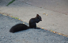���ɽ�羰����ɽ��·�����ڳԻ����ĺ�ë����
