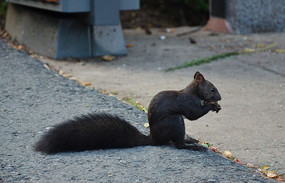 ���ɽ�羰����ɽ��·�����ڳ�ʳ������