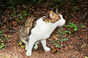 ���ɽ�羰��ɽ�ϵĻ�è