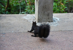 ���ɽ��ѩ̨�ϵ�����Ӱ