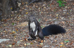 ���ɽ·�ߵ�����