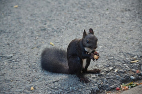 ���ɽ����·�ϵ����ڳ�ʳ����