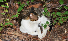 ���ɽ�ϲ�����֦��Ļ�è