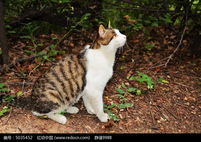 玉佛山上的花猫