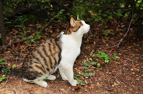 ���ɽ�ϵĻ�è