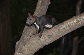 ���ɽ��һֻ����������������