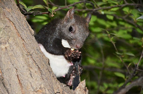 ���ɽ���ϵ������ڳ�ʳ