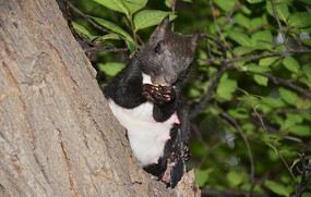 ���ɽ���Ϻ�ë�������ڳ�ʳ