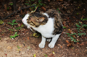 �����ɽ�羰������·�ߵ�è