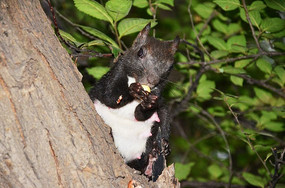 ���ڳ�ʳ�����ɽ���Ϻ�ë������