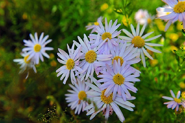 ����ʢ��