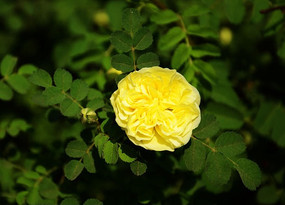 ��ö������Ҷ���