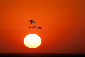 ���Ϸɵ����