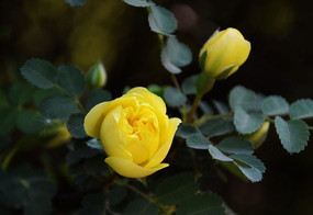 ��ɫ��ö�������ڴ���