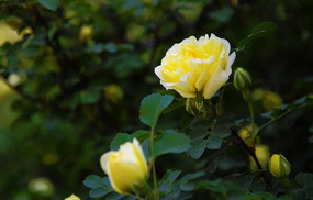 ��ɫ��ö������Ҷ