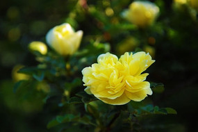 ��ɫ�Ĵ�ö������Ҷ������